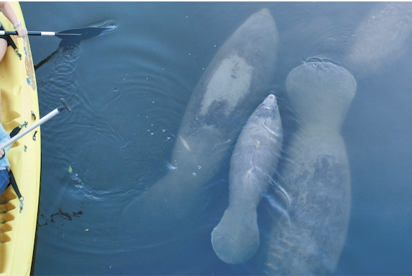 Manatees on the Space Coast